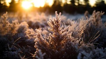 Frost covered Pine Tree at Sunrise photo