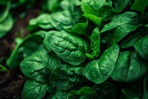 Fresh spinach leaves with dew drops in a garden photo