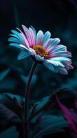 Vibrant Daisy Flower Against a Dark Background photo