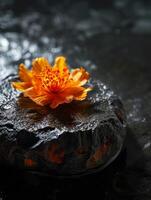 Vibrant orange flower resting on a wet stone photo