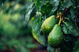 Fresh avocados hanging on a tree with raindrops on the leaves photo