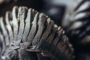Close up Texture of a Pine Cone photo