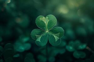 Close up of a Dew Kissed Four Leaf Clover photo