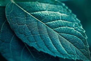 Close up of a textured leaf with intricate details photo