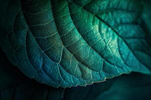 Close up Texture of a Green Leaf photo