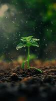 Young plant sprouting from soil with raindrops falling around it photo