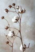 Close up of Cotton Plant Stems Against a Neutral Background photo