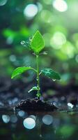 Young plant sprouting from soil with water droplets photo