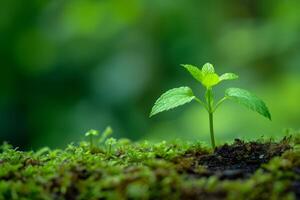 Young Plant Sprouting from the Ground with a Fresh Green Background photo