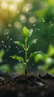 Young Plant Sprouting with Water Droplets in Sunlight photo
