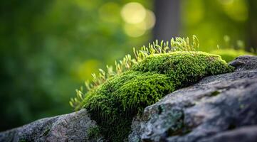 Lush green moss growing on a rock in a serene forest setting photo