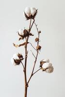 Cotton Plant Stems Against a Neutral Background photo