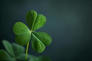 Close up of a Green Four Leaf Clover photo