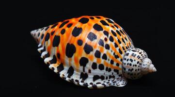 Colorful Seashell on a Black Background photo