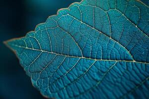 Close up of a leaf showing detailed texture photo