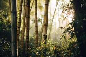 Sunlight filtering through a serene bamboo forest photo