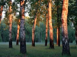 Sunset Light Casting Warm Glow on Birch Trees in Forest photo
