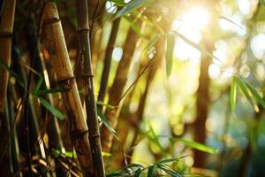 Sunlight filtering through a serene bamboo forest photo