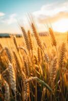 a close up of wheat in a field photo