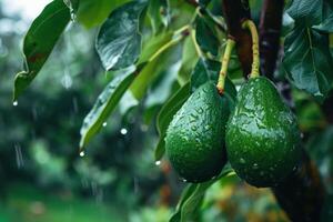 a pair of avocados on a tree photo