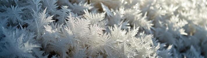a close up of frost on plants photo