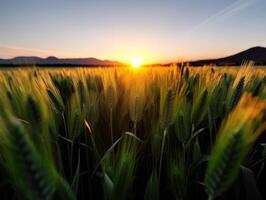a field of wheat with the sun setting behind it photo