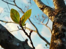 a tree with a leaf on it photo