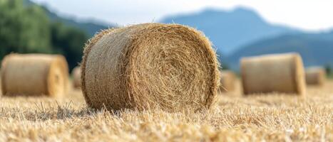 Bale of hay in rural field photo