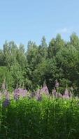 un vibrante prado lleno con hermosa púrpura flores rodeado por un lozano verde bosque video