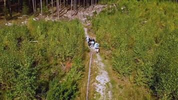 Aerial flight above people hiking along trail path in sunny day. Footage. Group of friends in summer adventure journey in green forest. video