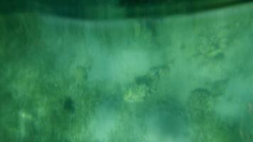 An underwater scene with vibrant greens and diverse textures capturing marine life. Action video