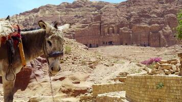 A Breathtaking Scenic View of Petra Featuring a Donkey Gracefully Positioned in the Foreground. Action video