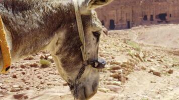 Closeup of a donkey in a vast desert landscape, showcasing its features and surroundings. Action video