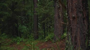 Inside dark forest with trees on cloudy day. Clip. Walk in mysterious dark forest on summer day. Gloomy green forest with tree trunks on cloudy summer day video