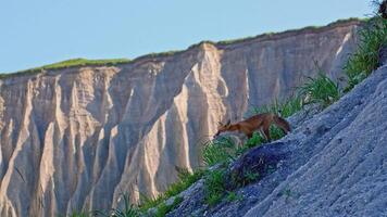 Beautiful fox in mountains in summer. Clip. Beautiful scenic view of sandy mountains with greenery and fox. Red fox on mountainside on sunny summer day video