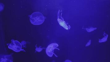 The Mesmerizing Jellyfish Are Gracefully Floating in the Deep Blue Waters of the Ocean. Media video