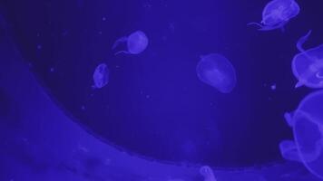 The Mesmerizing Jellies, Floating Gracefully in the Ethereal Waters of the Vast Ocean. Media video