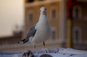 Serene Seagull in Focus A Minimalist Delight photo