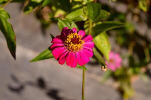 Zinnia flowers. Even though it has the name zinnia flower, this plant is more familiarly called paper flower. This flower usually develops and grows well in tropical areas. photo