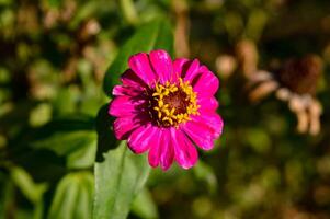 Zinnia flowers. Even though it has the name zinnia flower, this plant is more familiarly called paper flower. This flower usually develops and grows well in tropical areas. photo