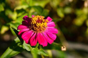 Zinnia flowers. Even though it has the name zinnia flower, this plant is more familiarly called paper flower. This flower usually develops and grows well in tropical areas. photo