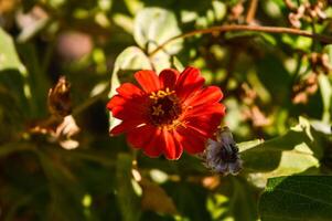 Zinnia peruviana is an annual plant up to 50 cm. It grows mostly on open areas. As an ornamental flowering plant around the world. photo