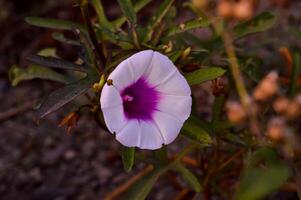 Ipomoea is the largest genus in the plant family Convolvulaceae. It is a large and diverse group, with common names including morning glory, water spinach, sweet potato, bindweed, moonflower, etc. photo