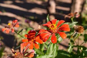 Zinnia peruviana is an annual plant up to 50 cm. It grows mostly on open areas. As an ornamental flowering plant around the world. photo
