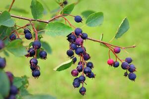 Saskatoon berry or Amelanhier , a genus of plants of the family Pink, Rosaceae, deciduous shrub. Berry brush on a background of leaves photo