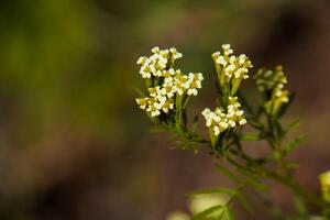 Budding And Flowering Achillea photo