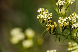 Budding And Flowering Achillea photo
