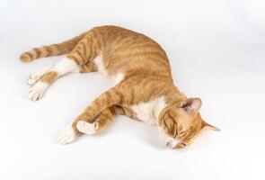 Orange and white striped cat lay down on white background. photo