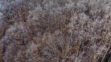 Aerial view of trees background. Forest landscape aerial view background video