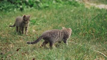 Funny kittens playing outdoors. Two happy cats playing in the garden video